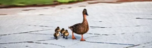 nofollow-Attribut bei Google